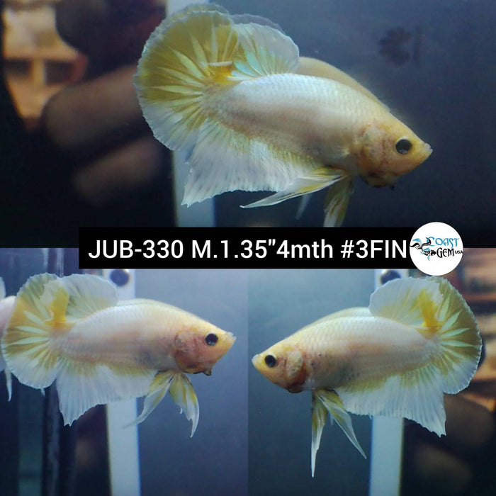 Live Betta Fish Male Plakat High Grade Yellow Koi (JUB-330) What you see is what you get