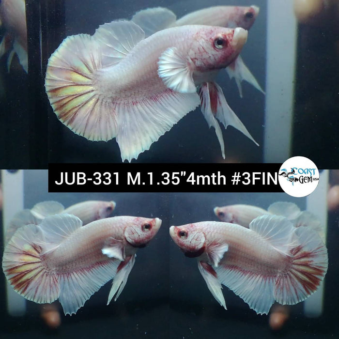Live Betta Fish Male Plakat High Grade Dumbo (JUB-331) What you see is what you get