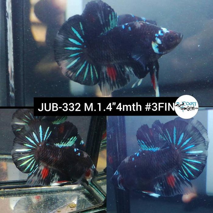 Live Betta Fish Male Plakat High Grade Black Blue Neon (JUB-332) What you see is what you get