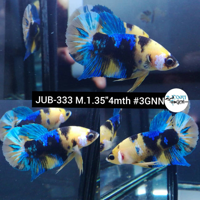 Live Betta Fish Male Plakat High Grade Yellow Koi Fancy (JUB-333) What you see is what you get