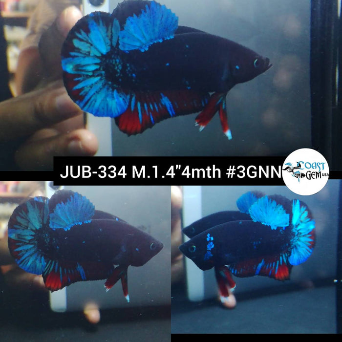 Live Betta Fish Male Plakat High Grade Black Blue Neon (JUB-334) What you see is what you get