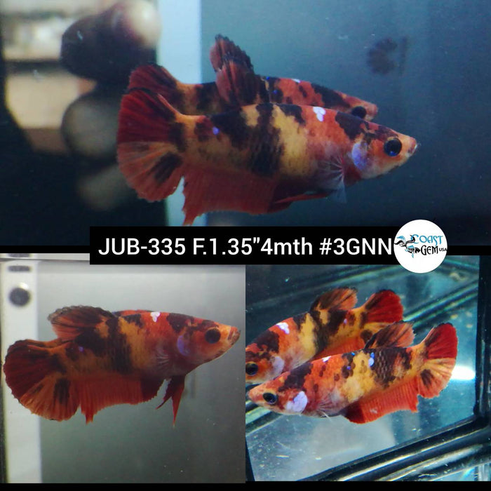 Live Betta Fish Female Plakat High Grade Nemo (JUB-335) What you see is what you get