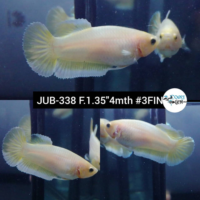Live Betta Fish Female Plakat High Grade Yellow Koi (JUB-338) What you see is what you get