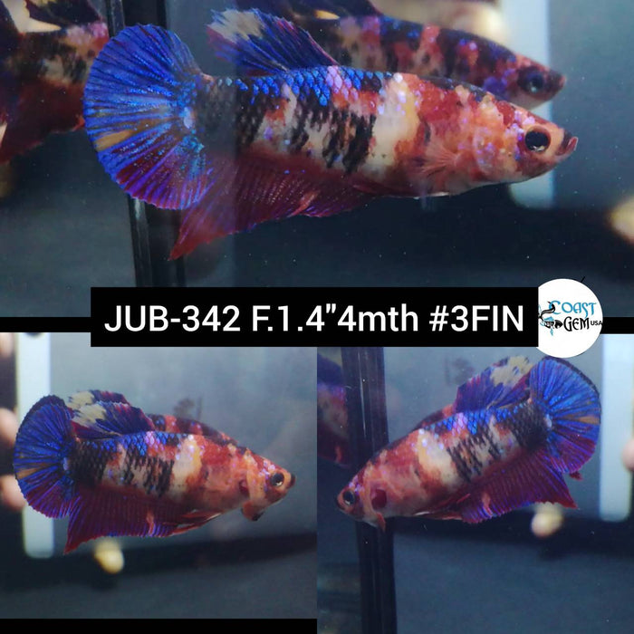 Live Betta Fish Female Plakat High Grade Galaxy Nemo (JUB-342) What you see is what you get