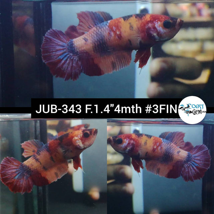 Live Betta Fish Female Plakat High Grade Galaxy Nemo (JUB-343) What you see is what you get