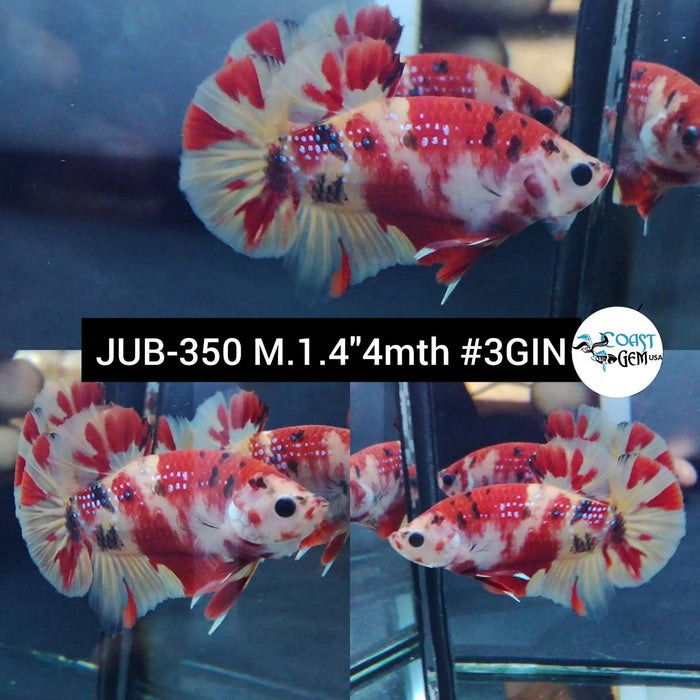Live Betta Fish Male Plakat High Grade Red Koi Galaxy (JUB-350) What you see is what you get