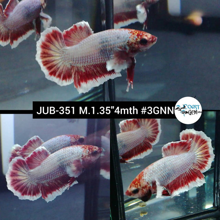 Live Betta Fish Male Plakat High Grade Dumbo (JUB-351) What you see is what you get