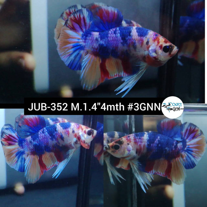 Live Betta Fish Male Plakat High Grade Blue Color Galaxy (JUB-352) What you see is what you get