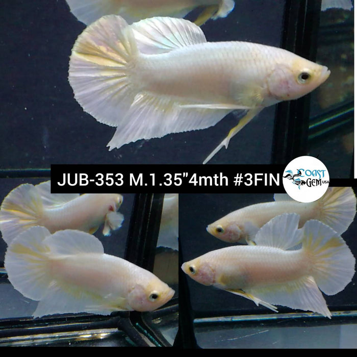 Live Betta Fish Male Plakat High Grade Yellow Koi (JUB-353) What you see is what you get