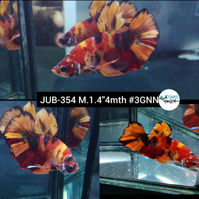 Live Betta Fish Male Plakat High Grade Fire Galaxy (JUB-354) What you see is what you get