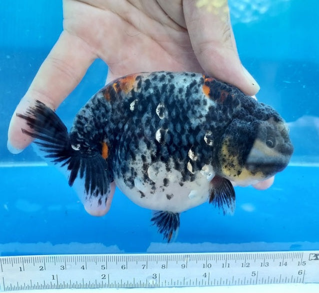 Live Fancy Goldfish Premium Select Our Choice Big Head Thai Lionchu Kirin Grow up to Over 5'' BODY(CGF-077)