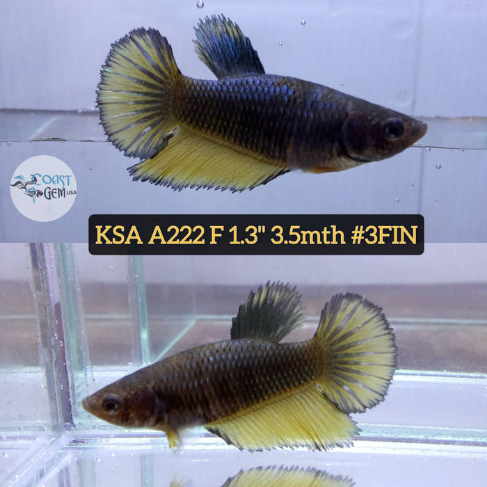 S083 Live Betta Fish Female High Grade Over Halfmoon Mustard (KSA-222) What you see is what you get!
