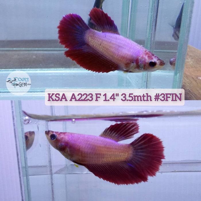 S084 Live Betta Fish Female High Grade Over Halfmoon Pink Lavender (KSA-223) What you see is what you get!