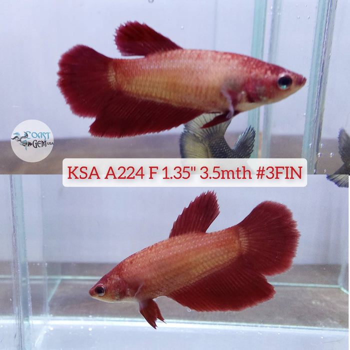 Live Betta Fish Female High Grade Over Halfmoon Super Red (KSA-224) What you see is what you get!