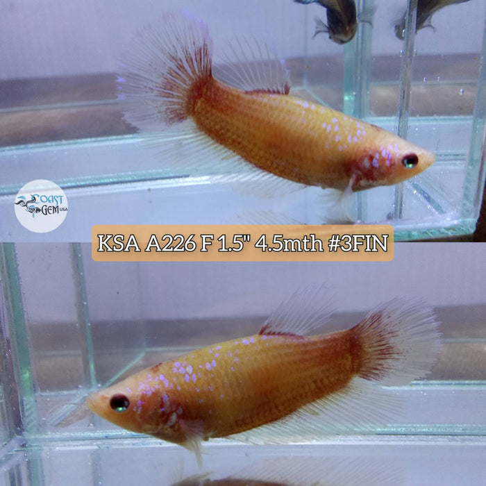 Live Betta Fish Female High Grade Over Halfmoon Butterfly (KSA-226) What you see is what you get!
