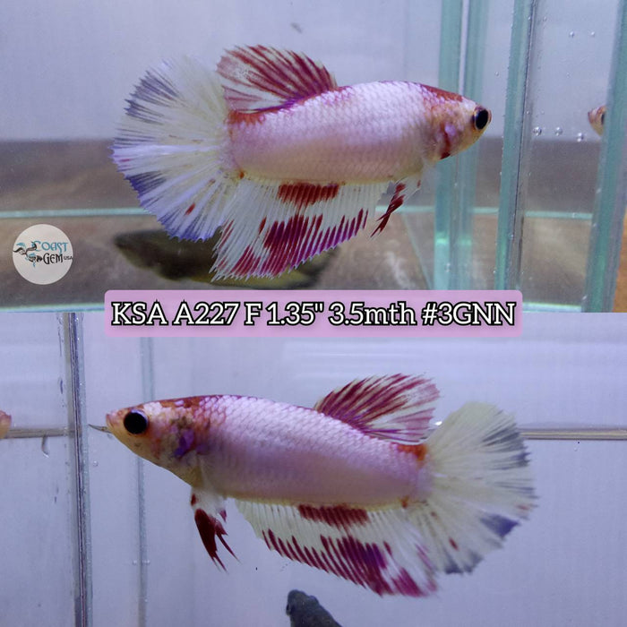 S012 Live Betta Fish Female High Grade Over Halfmoon Fancy Pink Blue (KSA-227) What you see is what you get!