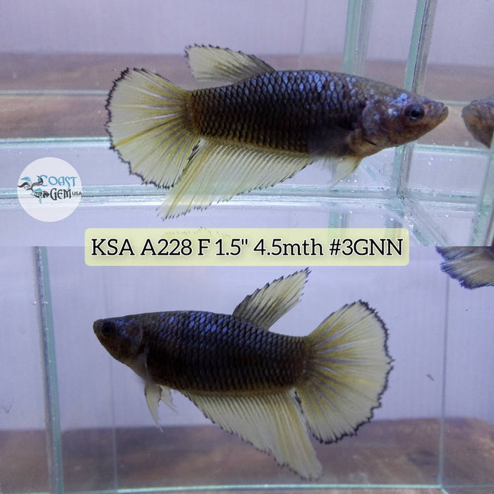 S083 Live Betta Fish Female High Grade Over Halfmoon Mustard (KSA-228) What you see is what you get!