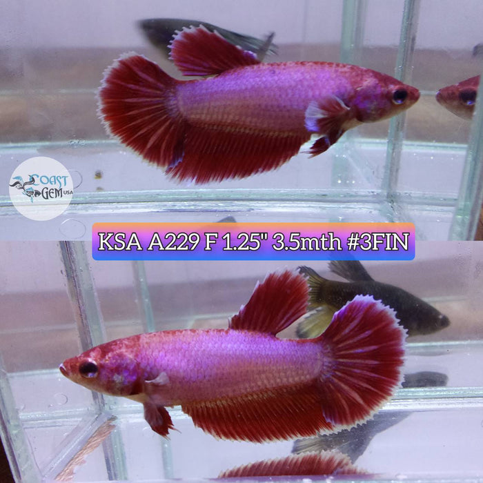 S043 Live Betta Fish Female High Grade Over Halfmoon Pink Lavender (KSA-229) What you see is what you get!