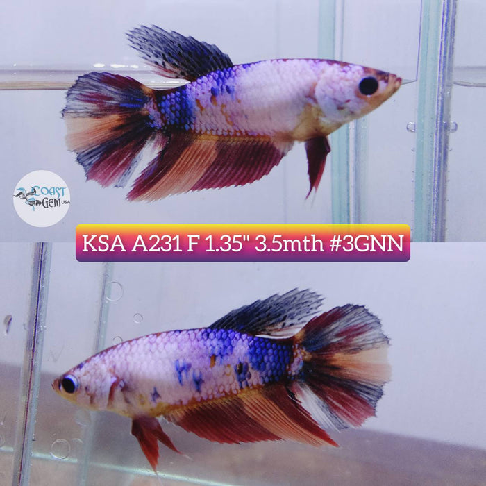 S055 Live Betta Fish Female High Grade Over Halfmoon Nemo Candy (KSA-231) What you see is what you get!