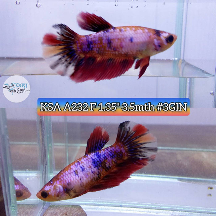S067 Live Betta Fish Female High Grade Over Halfmoon Nemo Galaxy (KSA-232) What you see is what you get!