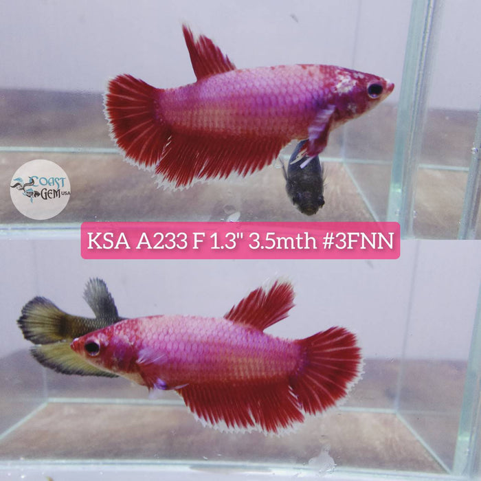 S079 Live Betta Fish Female High Grade Over Halfmoon Pink Lavender (KSA-233) What you see is what you get!