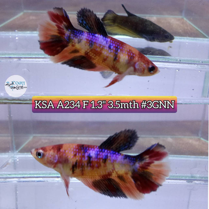 S047 Live Betta Fish Female High Grade Over Halfmoon Nemo Galaxy (KSA-234) What you see is what you get!