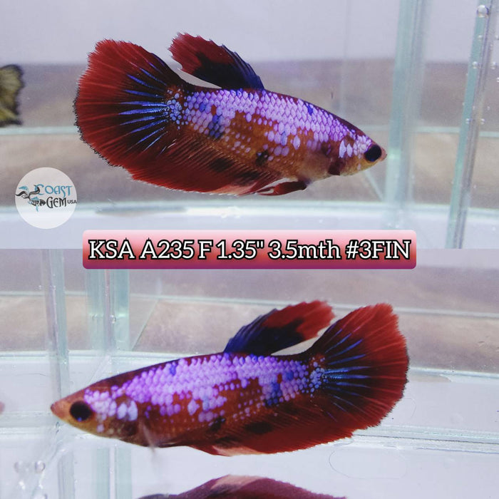 S057 Live Betta Fish Female High Grade Over Halfmoon Galaxy (KSA-235) What you see is what you get!