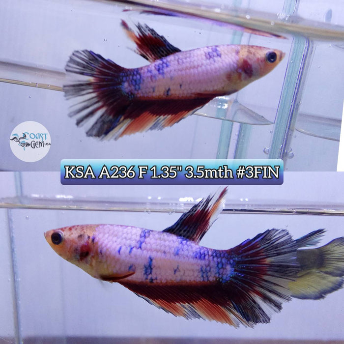 Live Betta Fish Female High Grade Over Halfmoon Nemo Candy (KSA-236) What you see is what you get!