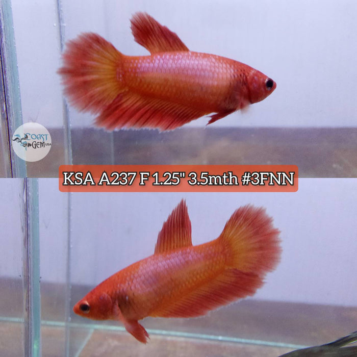 Live Betta Fish Female High Grade Over Halfmoon Super Orange (KSA-237) What you see is what you get!