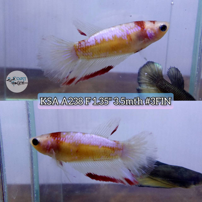 Live Betta Fish Female High Grade Over Halfmoon Koi Galaxy (KSA-238) What you see is what you get!