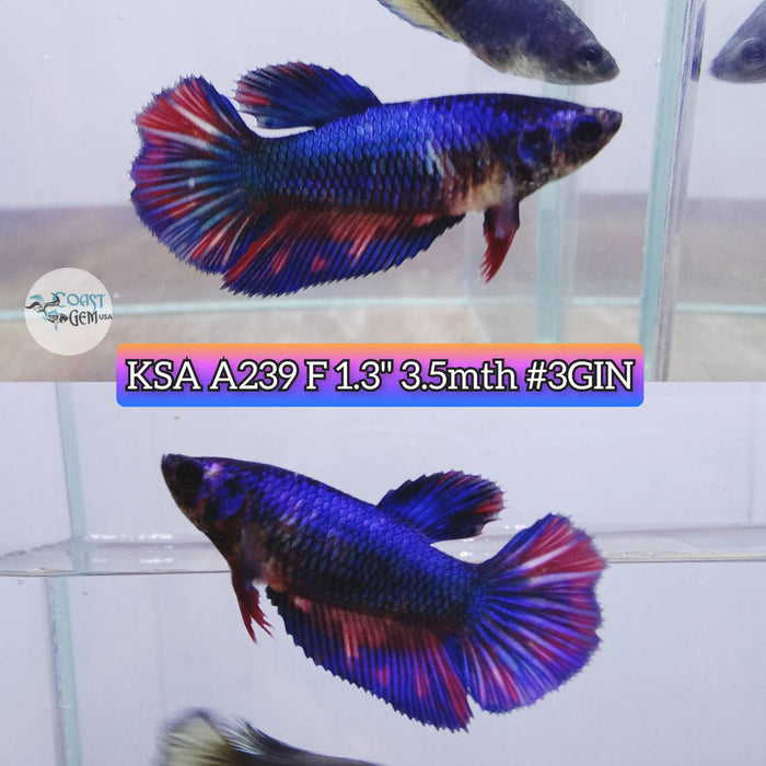 S061 Live Betta Fish Female High Grade Over Halfmoon Fancy Emerald (KSA-239) What you see is what you get!