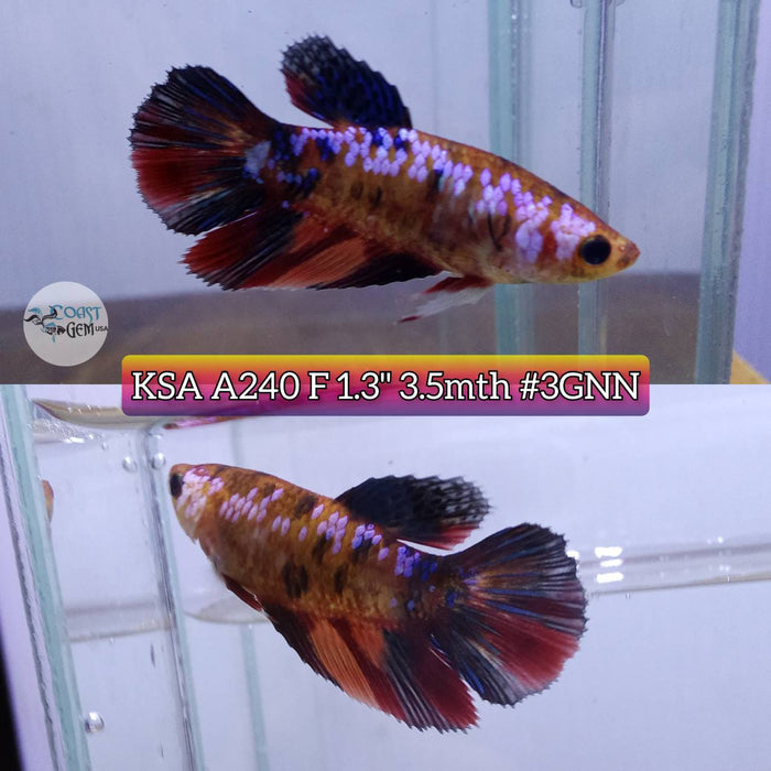 S065 Live Betta Fish Female High Grade Over Halfmoon Nemo Galaxy (KSA-240) What you see is what you get!
