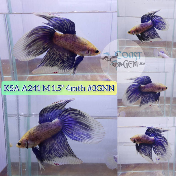 S089 Live Betta Fish Male VT Grizzle (KSA-241) What you see is what you get!