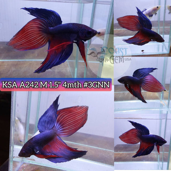 Live Betta Fish Male VT Grizzle (KSA-242) What you see is what you get!