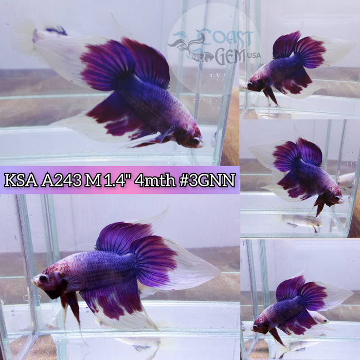 Live Betta Fish Male VT Violet fancy (KSA-243) What you see is what you get!