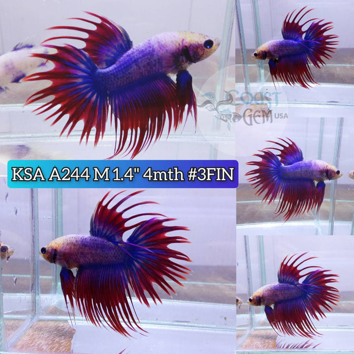 Live Betta Fish Male CT Red Blue Muscot S140 (KSA-244) What you see is what you get!