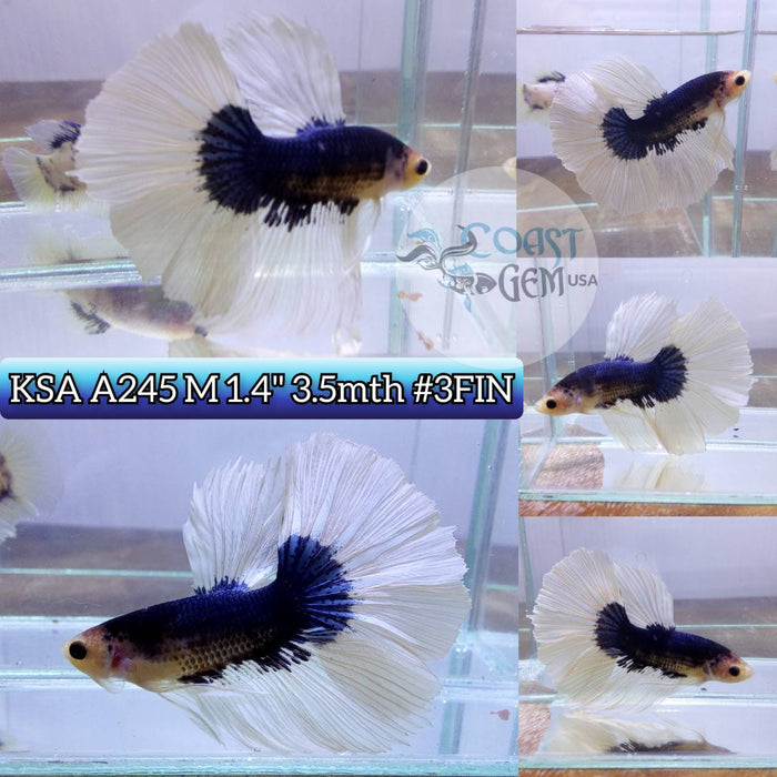 Live Betta Fish Male Hm Blue Butterfly (KSA-245) What you see is what you get!