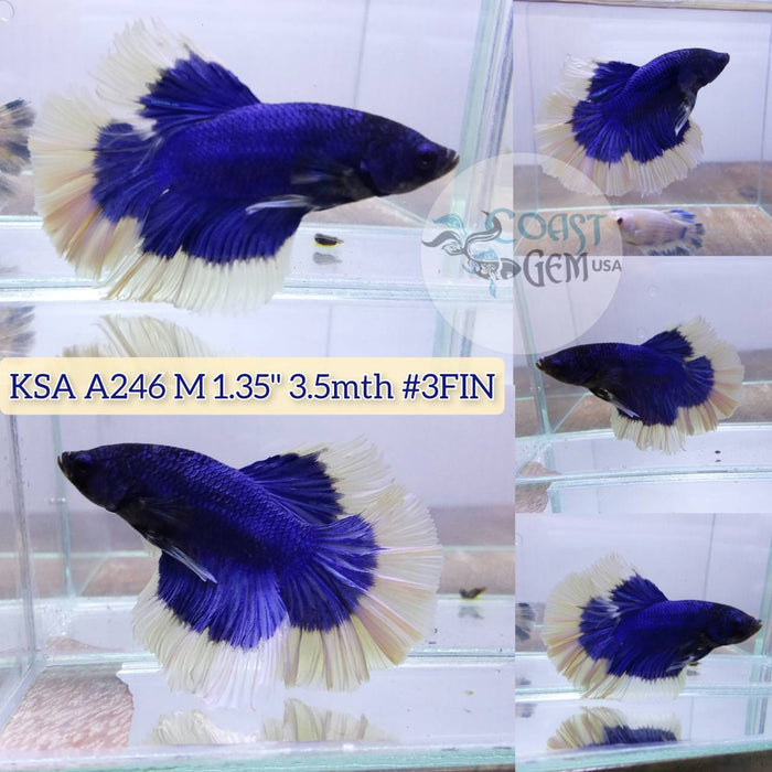 Live Betta Fish Male Rosetail Blue Butterfly (KSA-246) What you see is what you get!