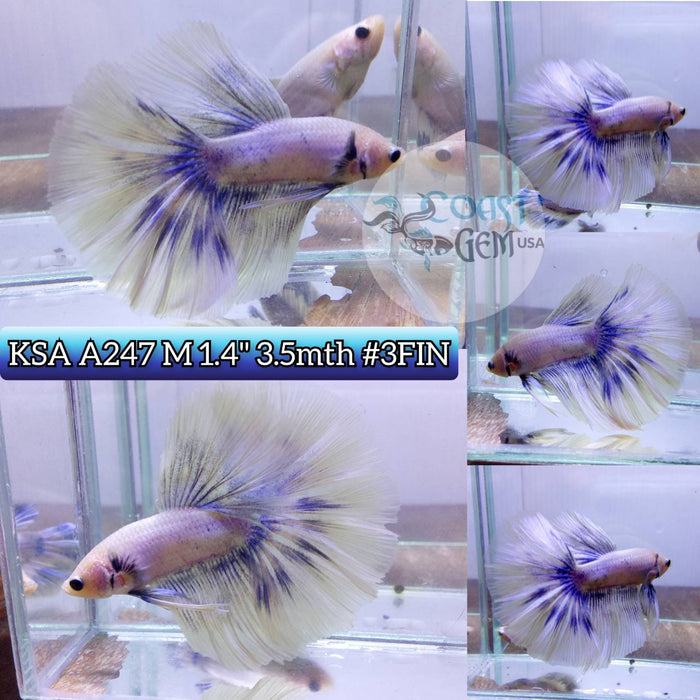 Live Betta Fish Male Hm Blue Grizzle (KSA-247) What you see is what you get!