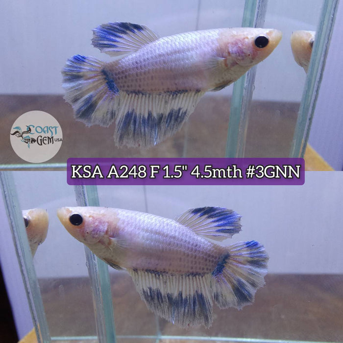 Live Betta Fish Female Half-moon marble (KSA-248) What you see is what you get!