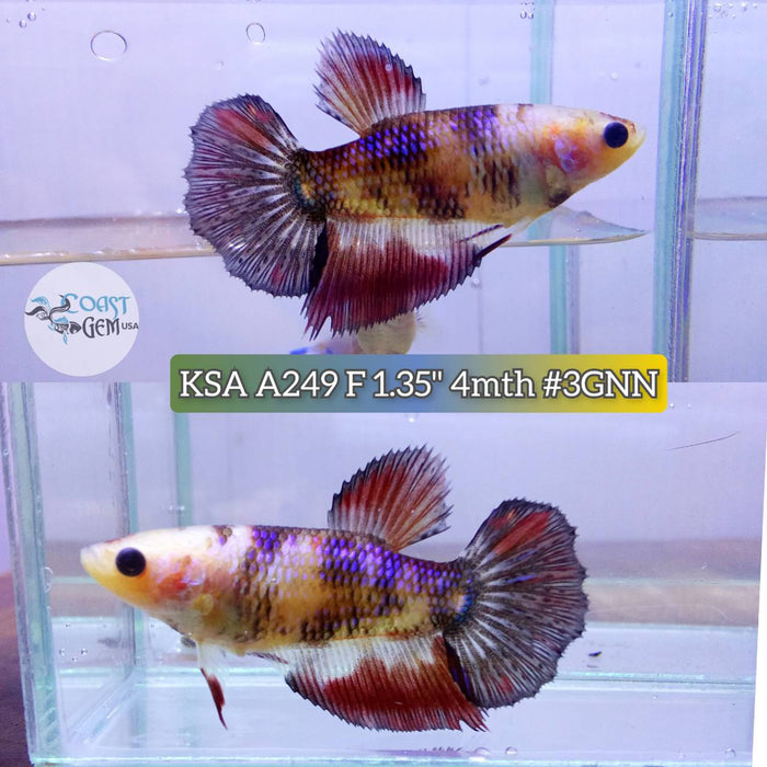 Live Betta Fish Female Half-moon fancy (KSA-249) What you see is what you get!