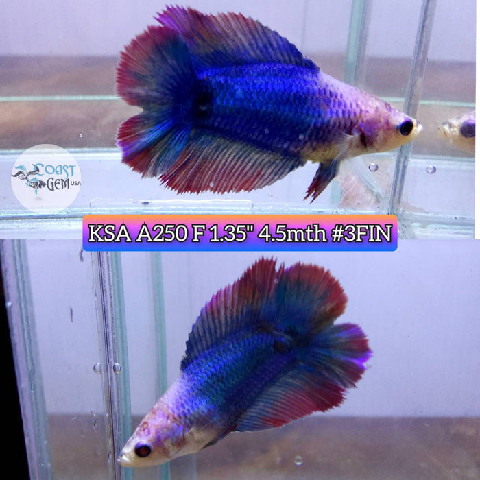 Live Betta Fish Female DTHM Muscot (KSA-250) What you see is what you get!