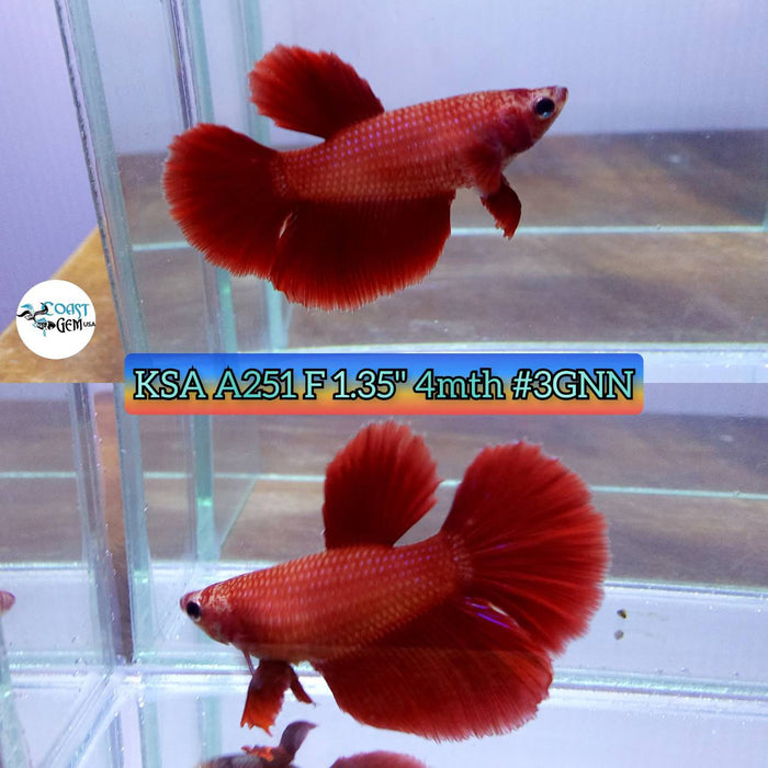 Live Betta Fish Female Half-moon Super red (KSA-251) What you see is what you get!