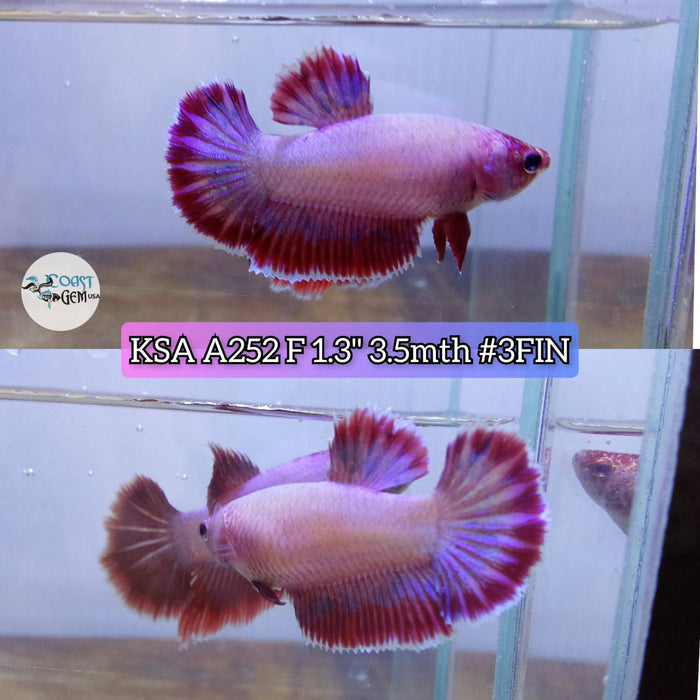 Live Betta Fish Female Half-moon Violet pink (KSA-252) What you see is what you get!