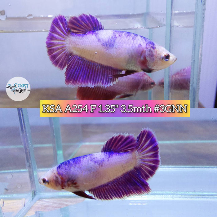Live Betta Fish Female Half-moon violet fancy (KSA-254) What you see is what you get!