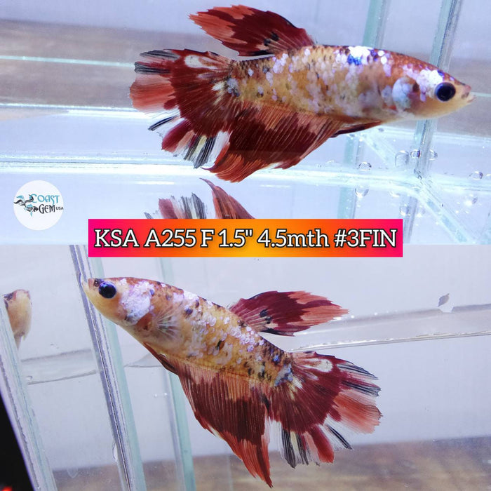 Live Betta Fish Female VT nemo galaxy S138 (KSA-255) What you see is what you get!