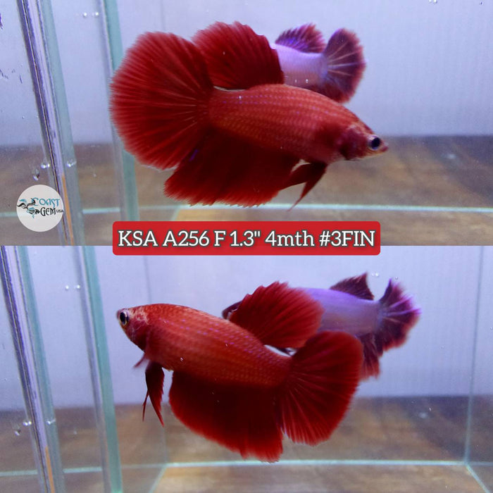 Live Betta Fish Female Half-moon Super red (KSA-256) What you see is what you get!
