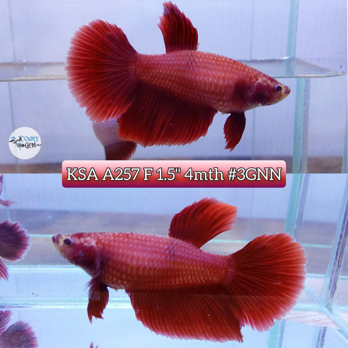 Live Betta Fish Female Half-moon Super red (KSA-257) What you see is what you get!