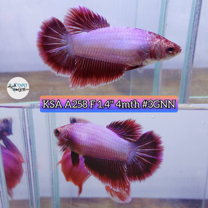 Live Betta Fish Female Half-moon Lavender (KSA-258) What you see is what you get!