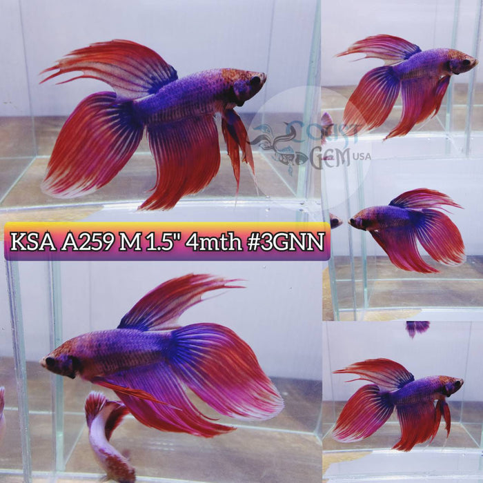 Live Betta Fish Male VT Muscot (KSA-259) What you see is what you get!